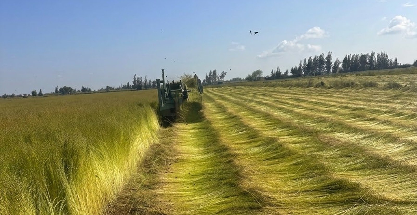 Royal Flax field in Shubra Melles